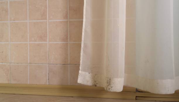 Best Mold Damage Restoration  in Santa Fe, NM
