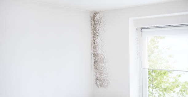 Best Environmental Consulting for Mold Prevention  in Santa Fe, NM