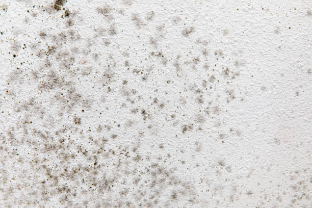 Best Mold Remediation for Healthcare Facilities  in Santa Fe, NM