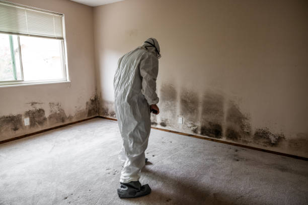 Best Black Mold Removal  in Santa Fe, NM